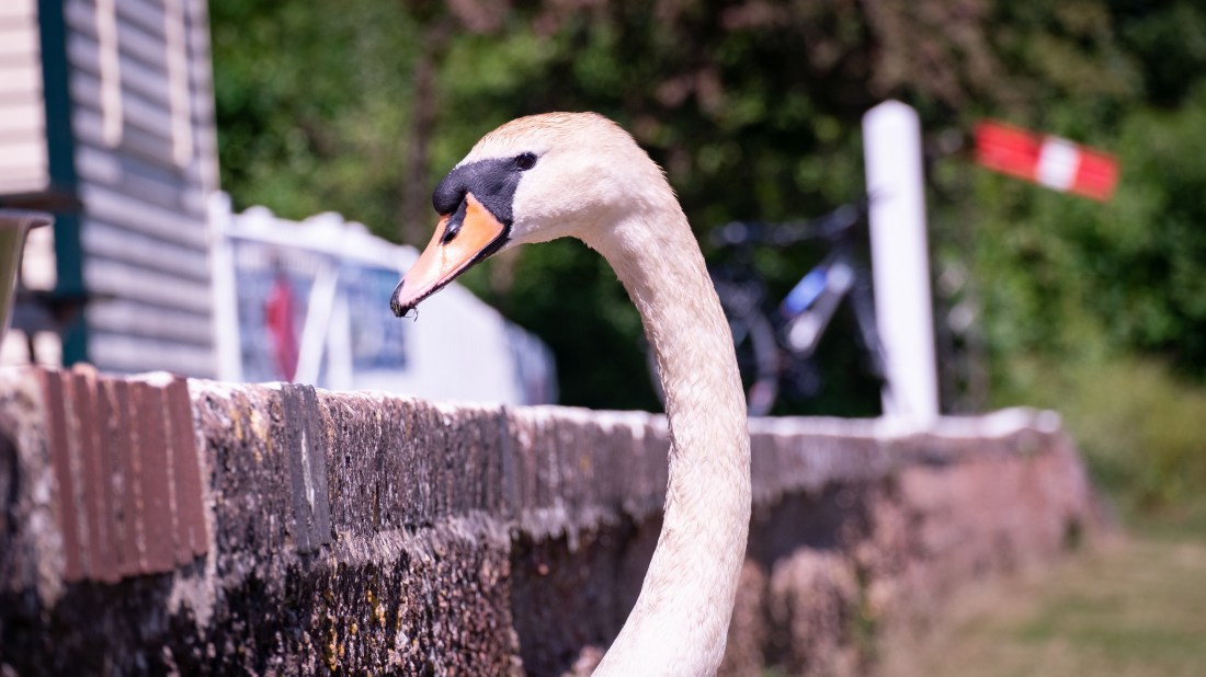 42576069831_74d9691014_k